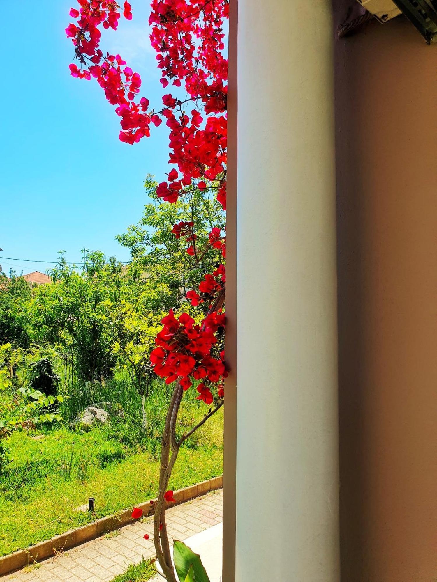 Green Studio Nydri (Lefkada)